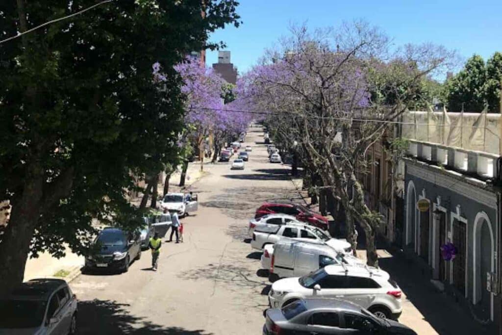 Beautiful, tree-lined street in Montevideo.