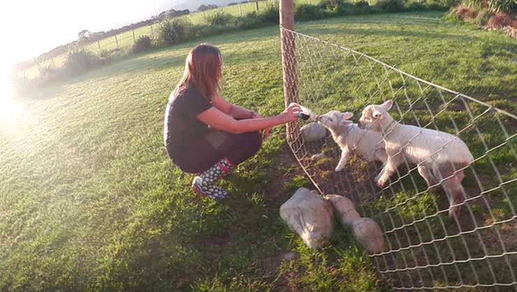 Working with sheep and lambs can be a fun way to earn some money in New Zealand’s spring