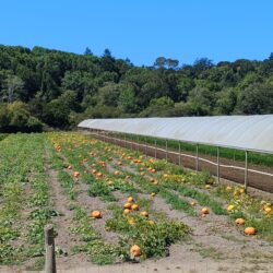 Pumpkin patch