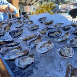 Fresh oysters on a bed of ice